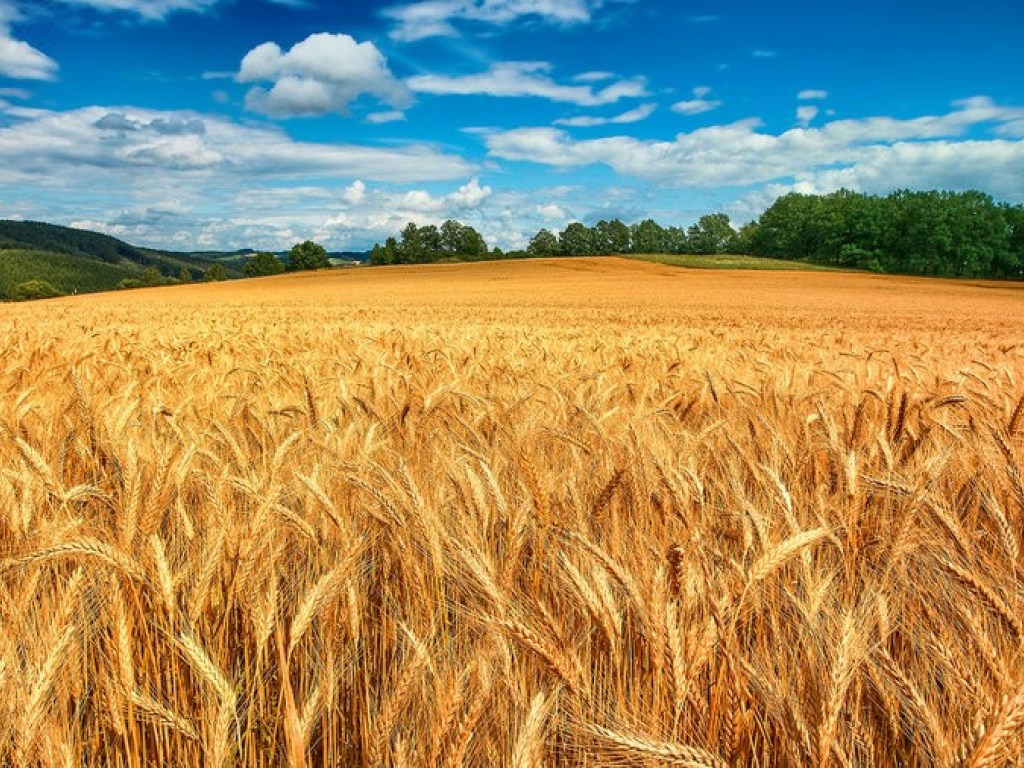 Урожай зерновых может снизиться на 2 миллиона тон из-за дождливой погоды – эксперт