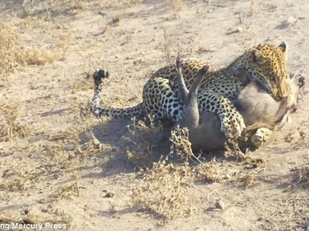 Участники экскурсии были шокированы: леопард набросился на диких кабанов, не заметив людей (ФОТО, ВИДЕО)