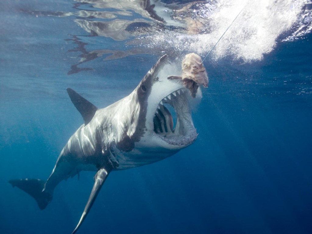 В США огромный окунь едва не проглотил акулу (ВИДЕО)