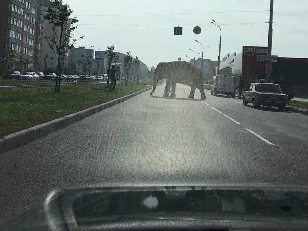 В Виннице на проезжую часть вышел гулять слон (ФОТО)