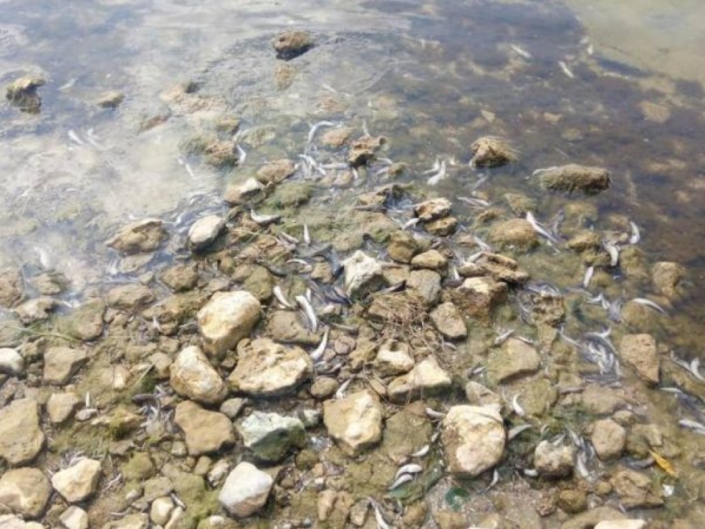 В Каховском водохранилище начался массовый мор рыбы: вода покраснела, пляж усеян тушками (ФОТО, ВИДЕО)