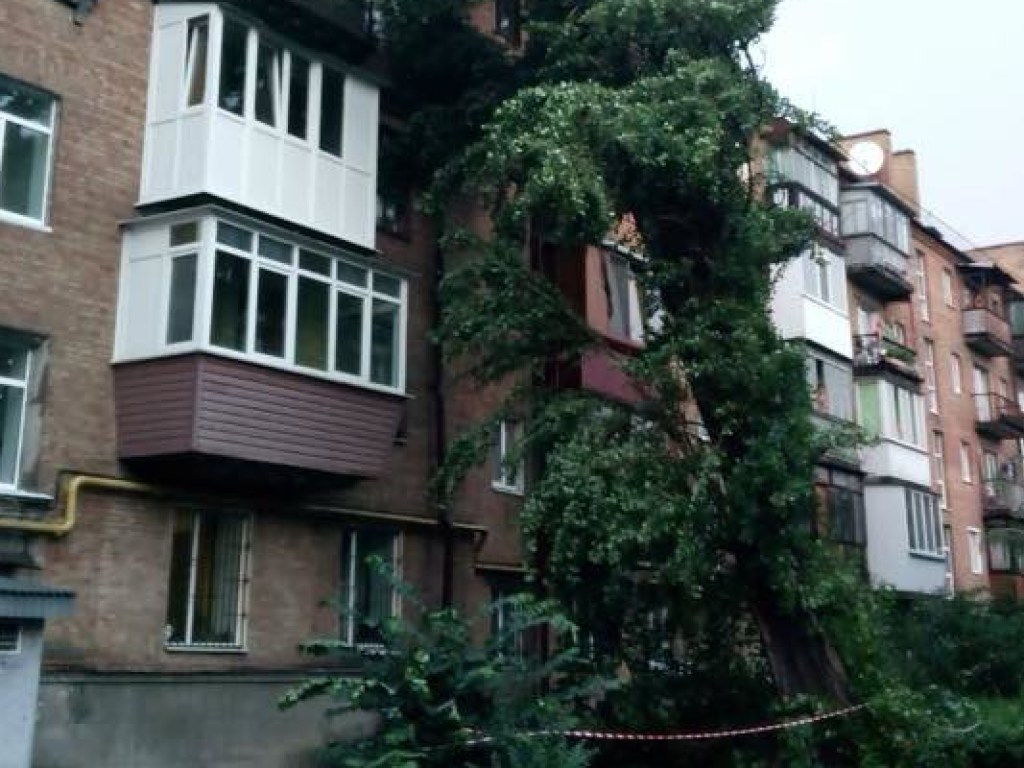 В Киеве ветром снесло около 70 деревьев