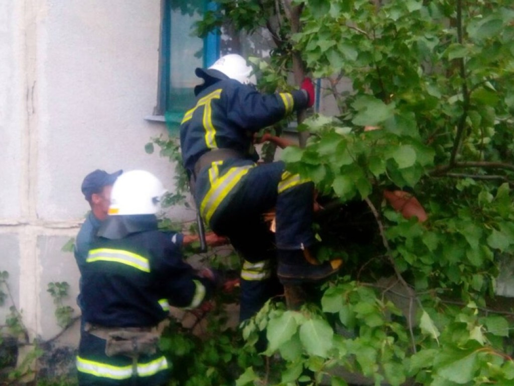 В Павлограде парень выпал с балкона и застрял на дереве (ФОТО)