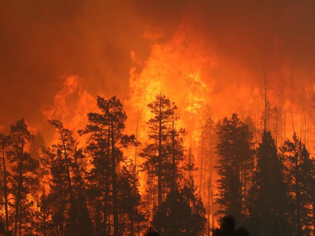 В Швеции лесные пожары «тушат» с помощью авиабомб (ВИДЕО)
