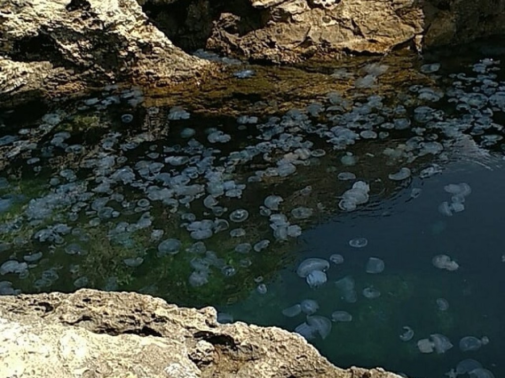 Вода превратилась в кисель: Популярный курорт в Крыму атаковали тысячи опасных медуз (ФОТО)
