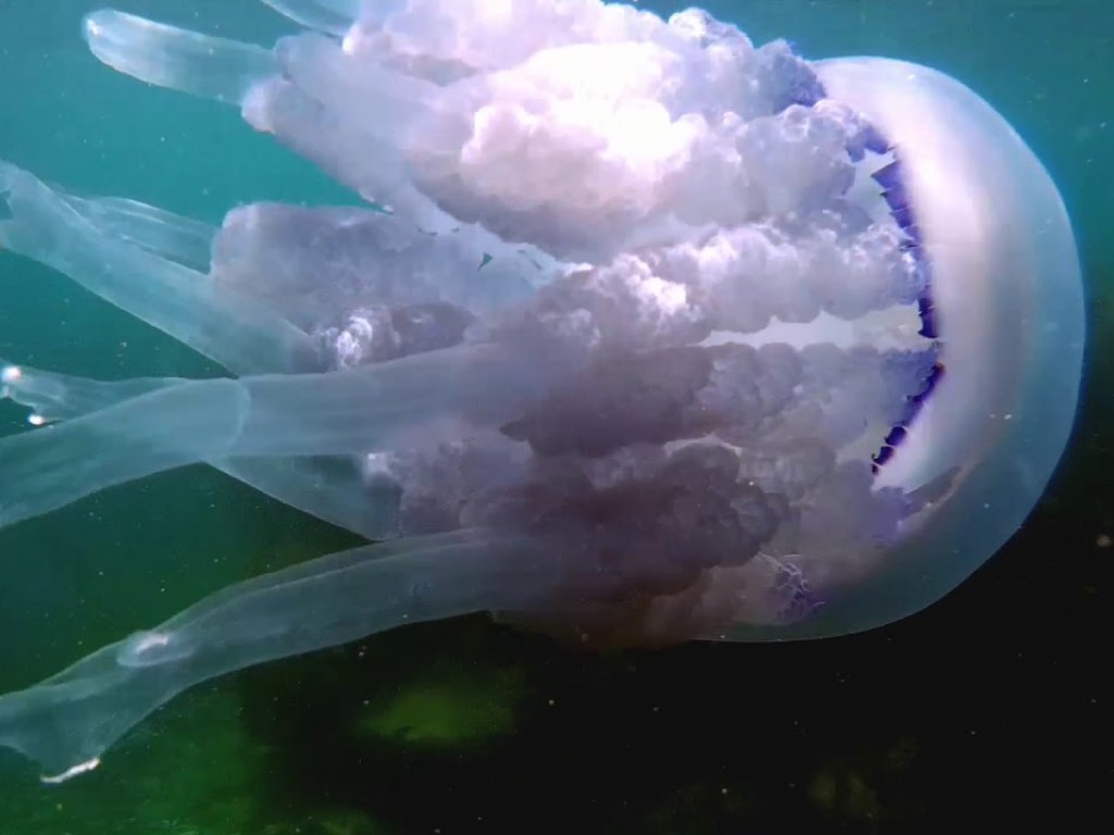 Диаметр достигает метра: В Кирилловке курортник поймал «медузу-мутанта» (ФОТО)