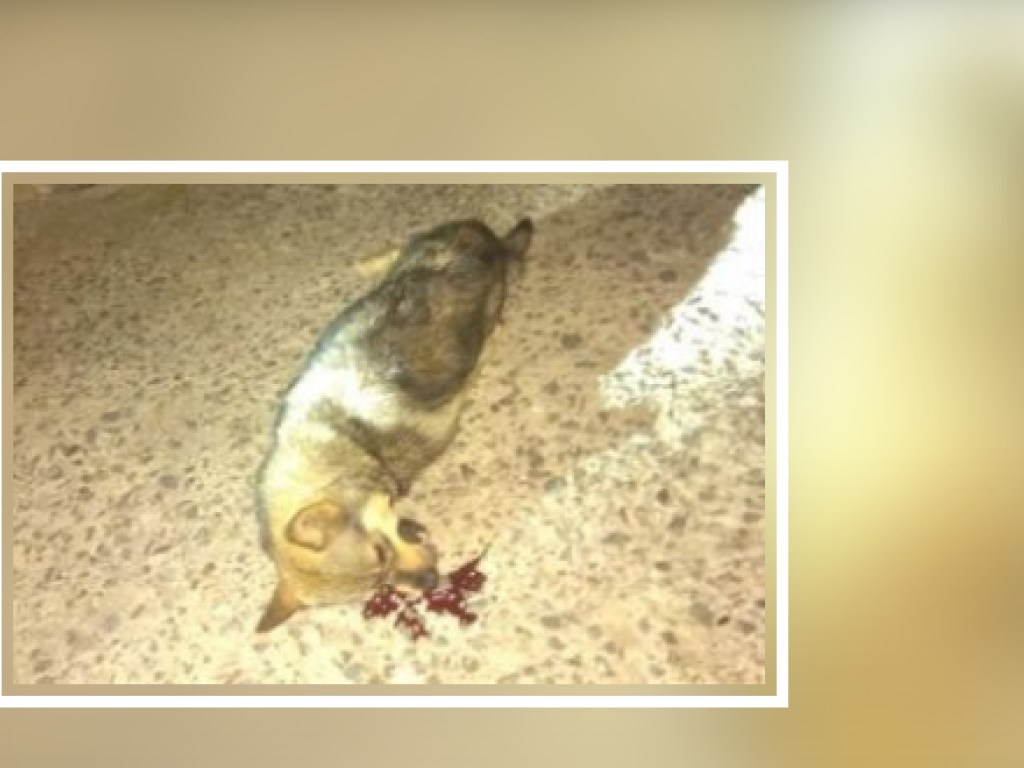 В Хмельницком мужчина выбросил собаку с девятого этажа (ВИДЕО)