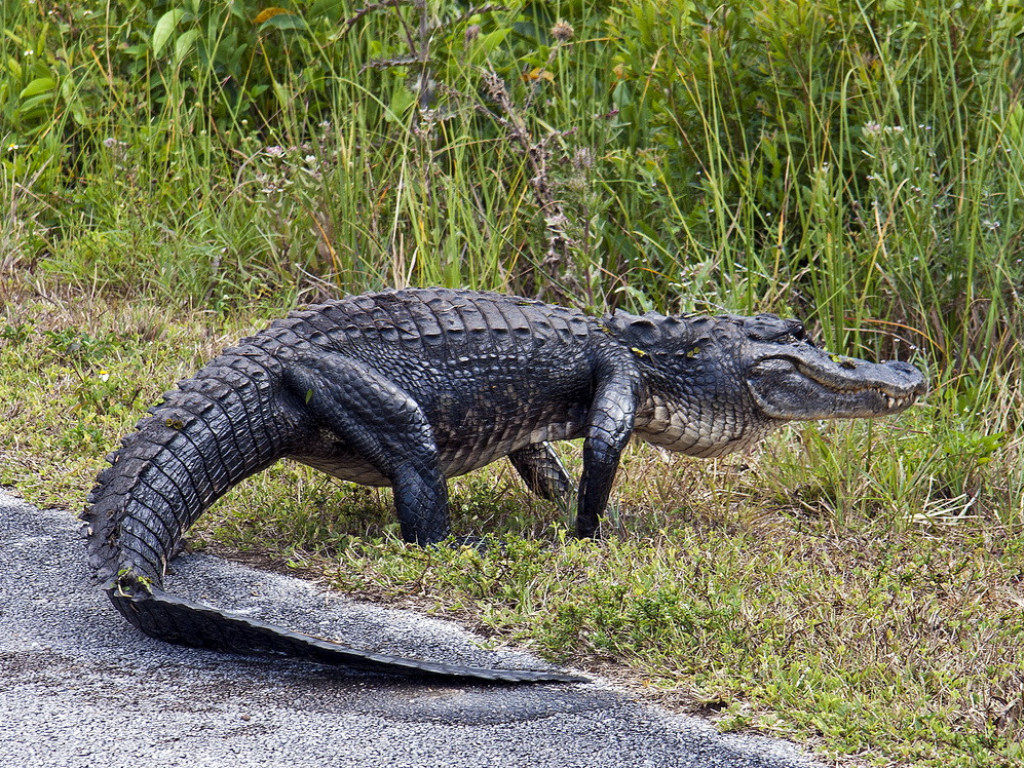 Во Флориде аллигатор совершил ночной визит в жилой дом (ВИДЕО)