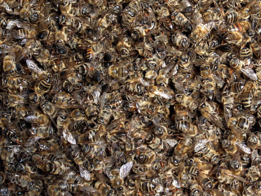 В Госпродпотребслужбе назвали  причину массового мора пчел в Украине