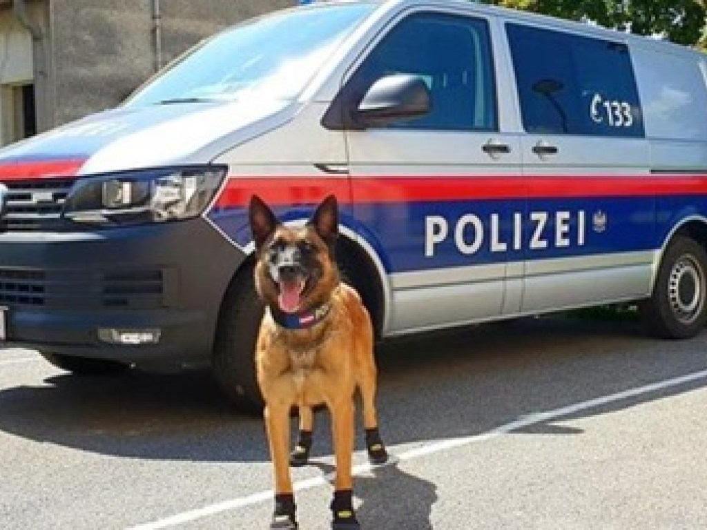 В Вене полицейским собакам выдали ботиночки (ФОТО)