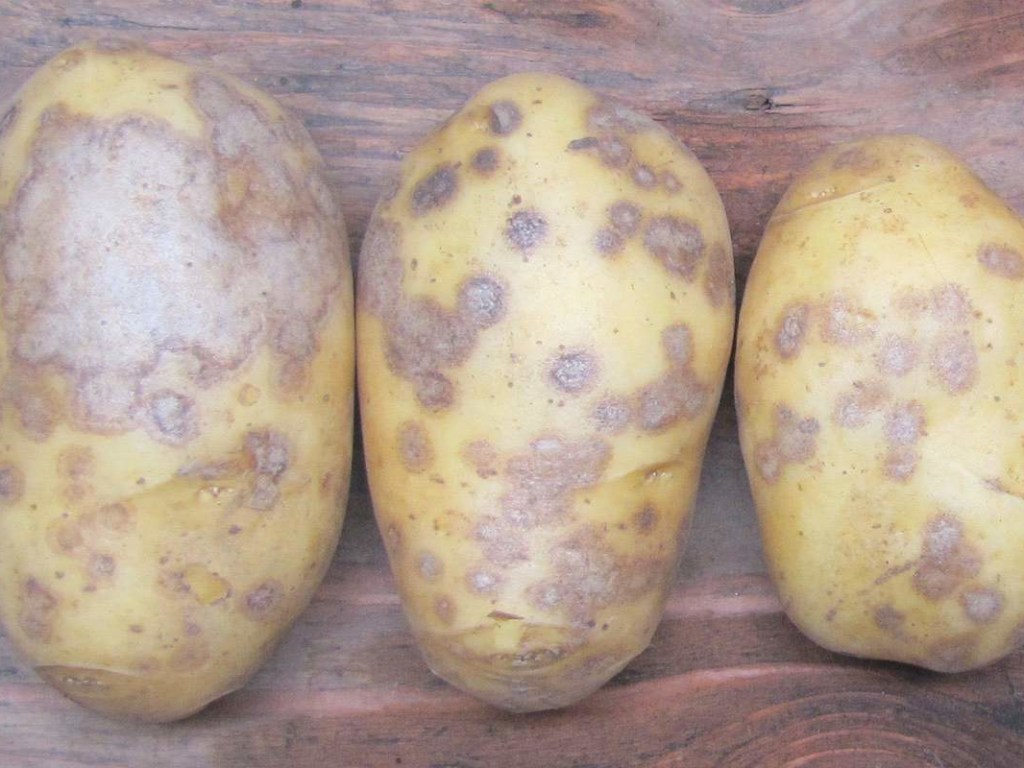 Зараженный овощ: Картофель в Украине болен опасным недугом (ФОТО)