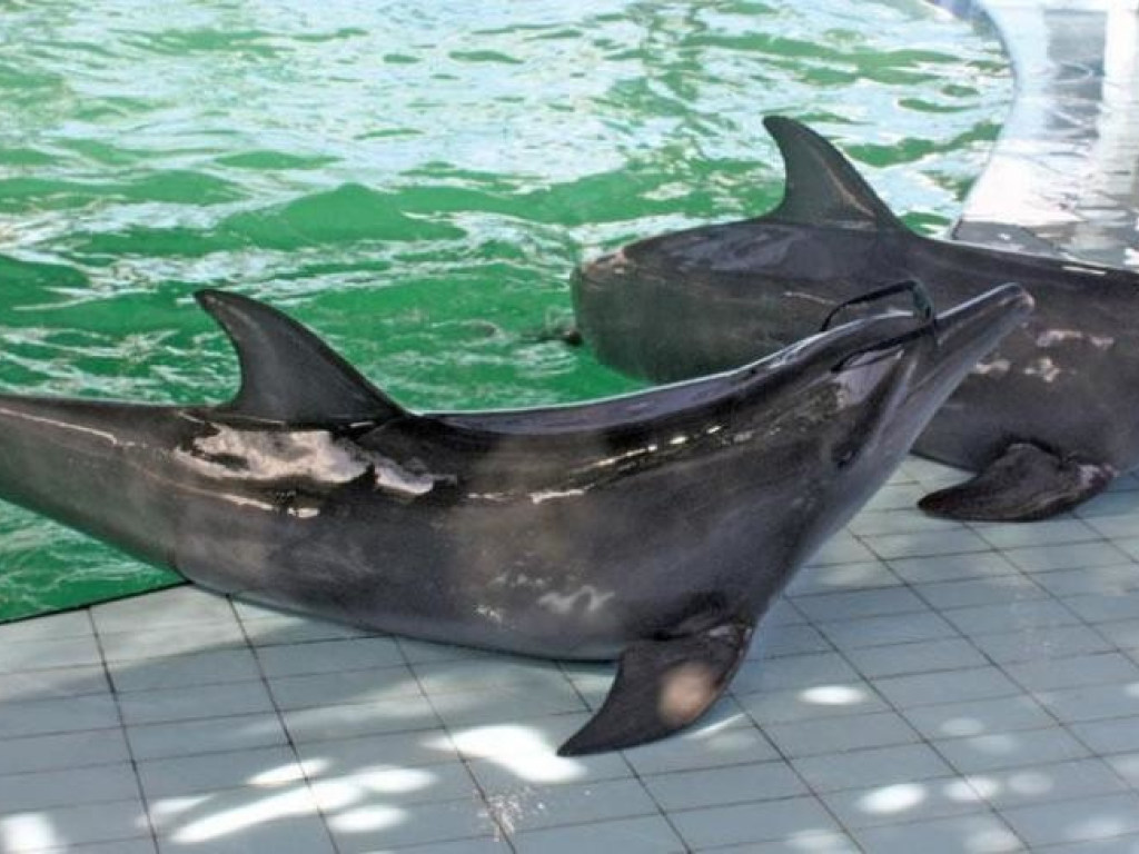 Пытки ради туристов: на Бали дельфинам вырывают зубы и ослепляют хлором (ФОТО)