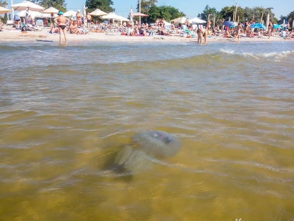 Огромные медузы шокировали отдыхающих на одесских пляжах (ФОТО)