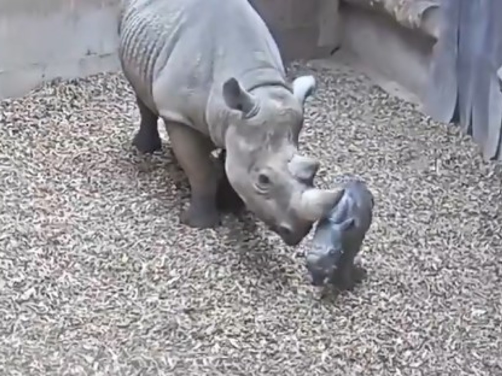 В британском зоопарке на глазах у посетителей появился детеныш носорога (ФОТО)