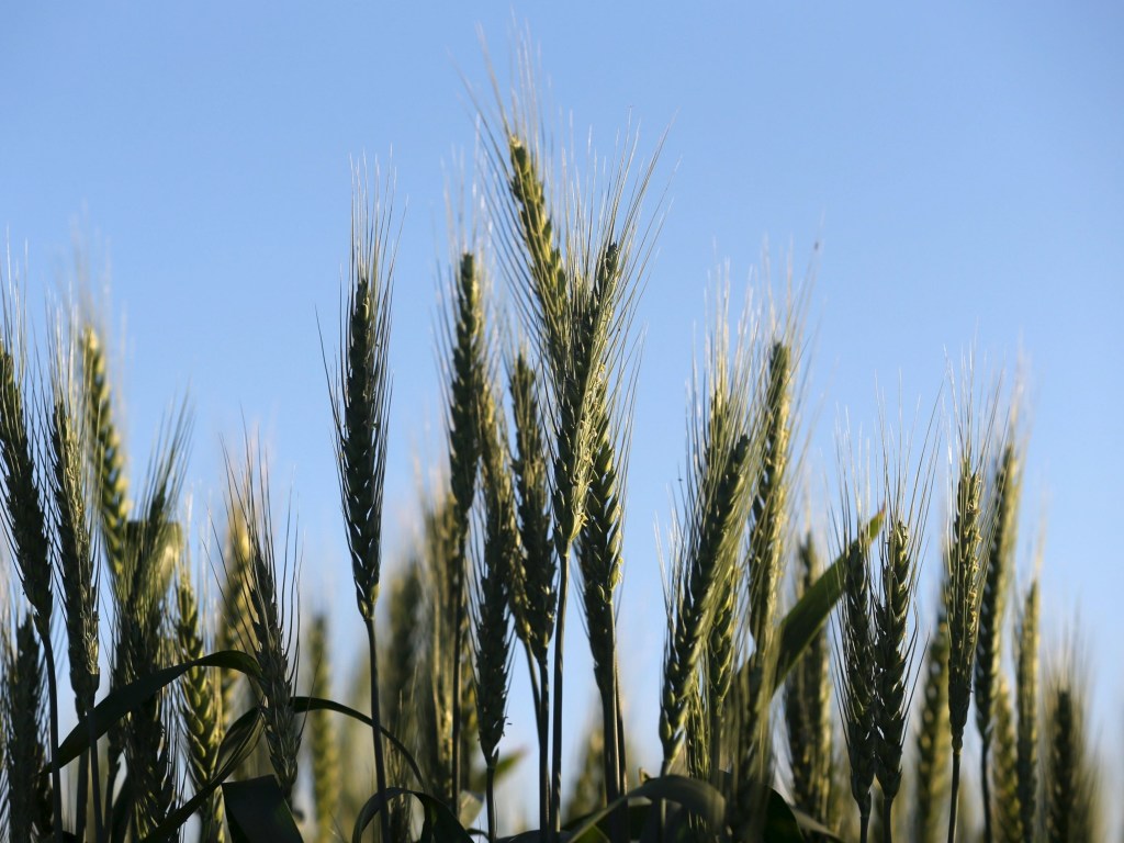 Затяжные дожди в Украине испортили 30% урожая зерновых – эксперт
