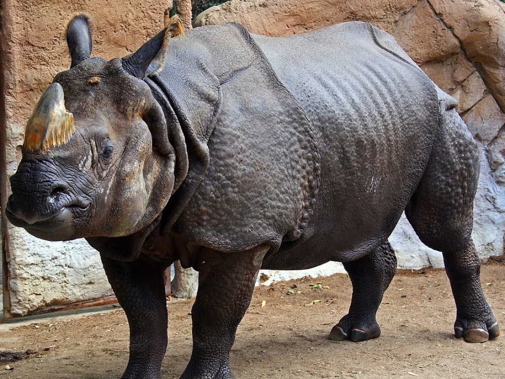 На сафари в Мексике носорог напал на автомобиль (ВИДЕО)