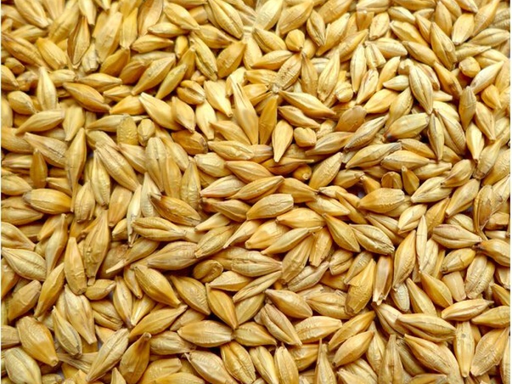 Экспортная цена на ячмень сравнялась с ценой на пшеницу &#8212; эксперт