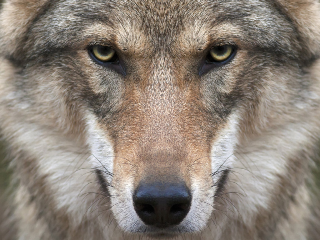 На Тернопольщине участились случаи нападения волков на домашний скот