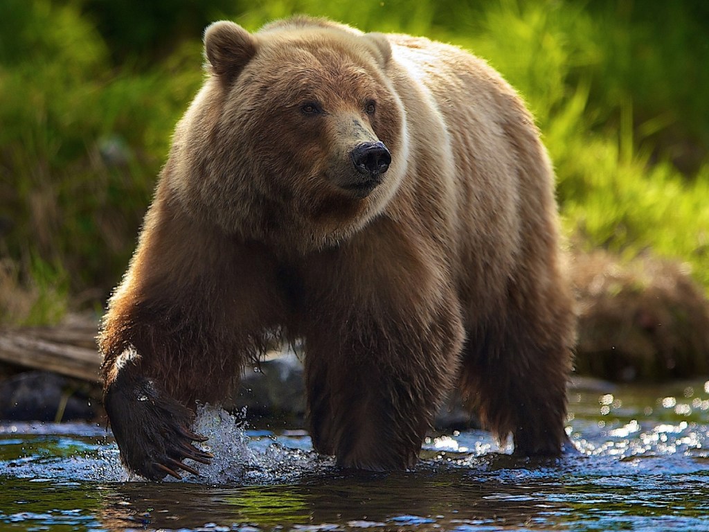 В США медведь разгромил салон авто и прикорнул на сидении (ВИДЕО)