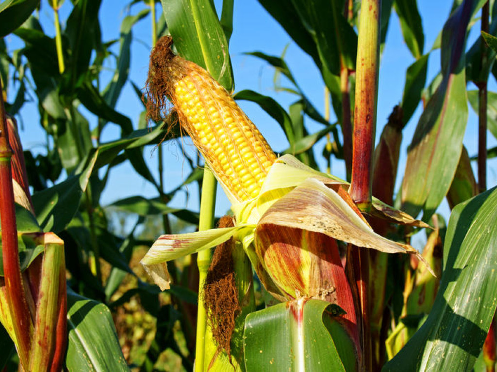 В Украине ожидается рекордный урожай кукурузы &#8212; эксперт