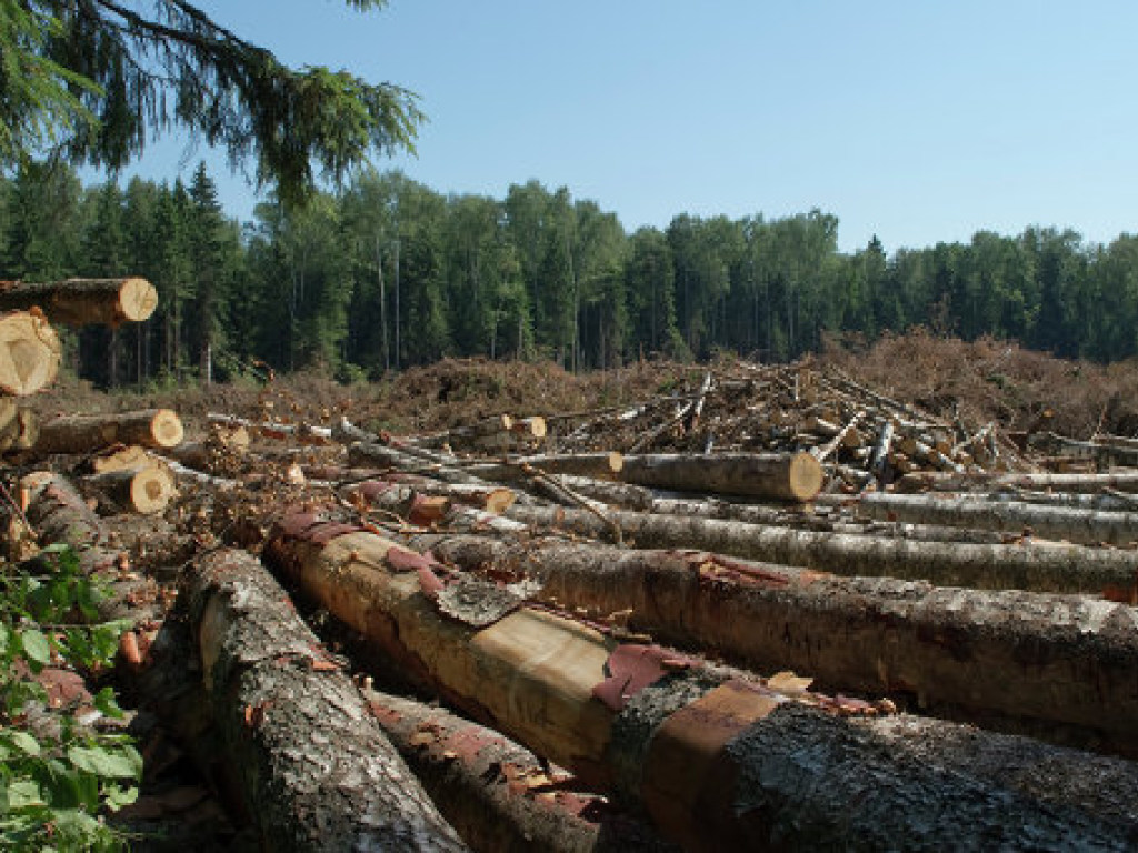 Правительству под силу остановить незаконную вырубку закарпатского леса –  политолог