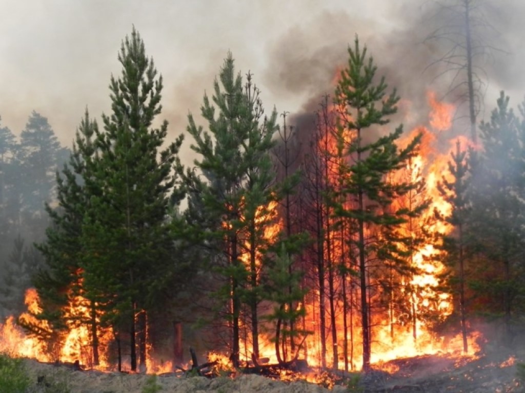 За шесть месяцев площадь лесных пожаров увеличилась на 80% &#8212; Гослесагентство