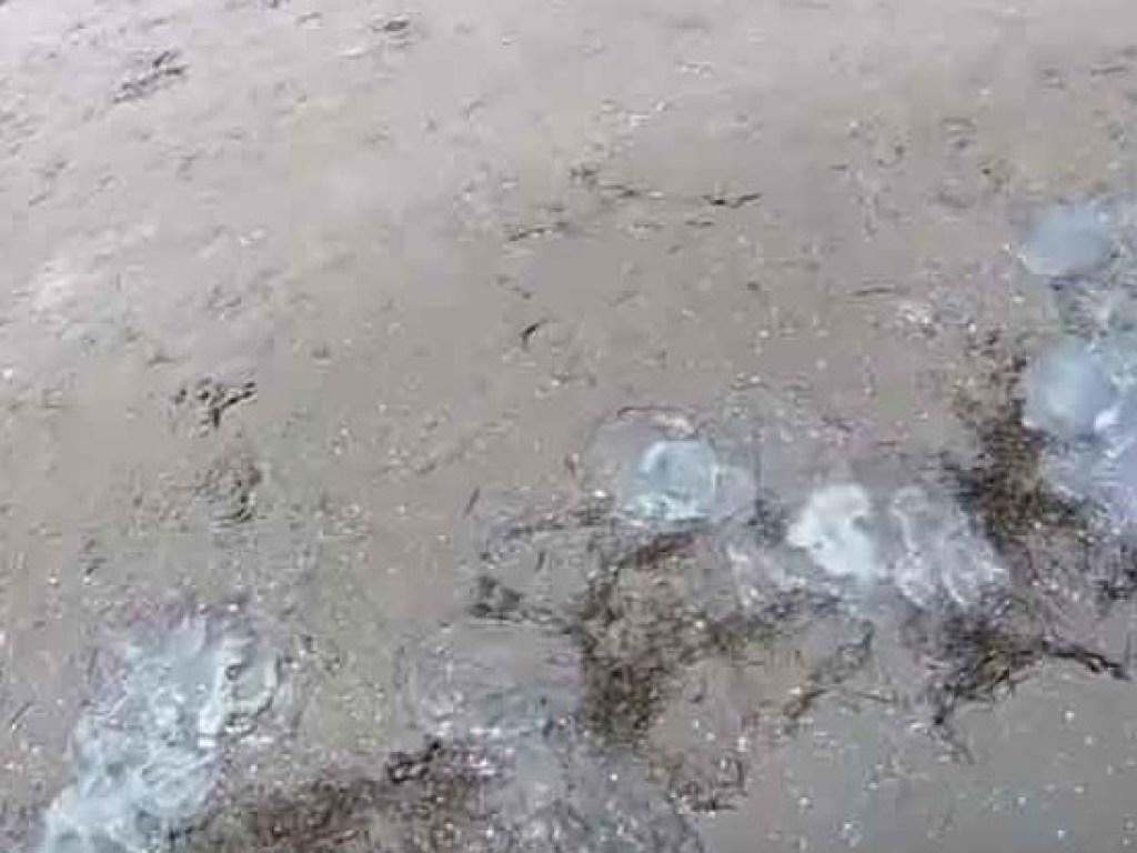Берег Азовского моря после шторма оказался усеян трупами огромных ядовитых медуз (ФОТО)