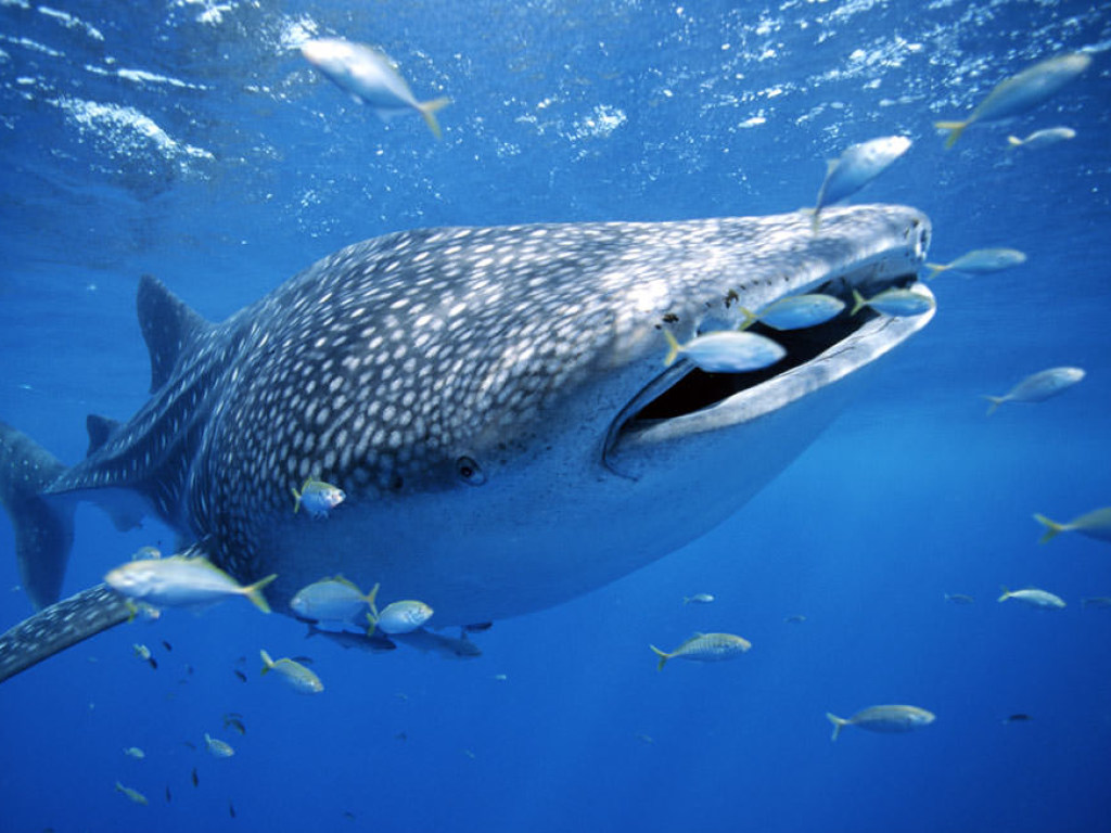 На Гавайях дайверы освободили из сетей китовую акулу (ВИДЕО)