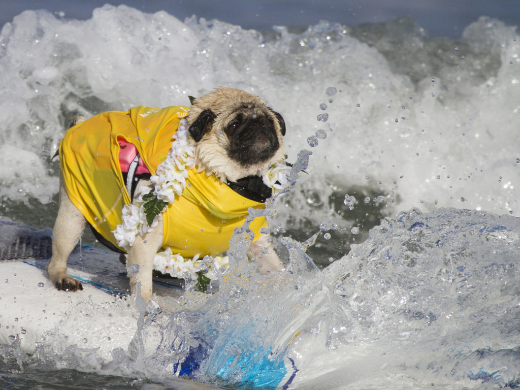 В США прошли соревнования среди собак-серферов (ВИДЕО)