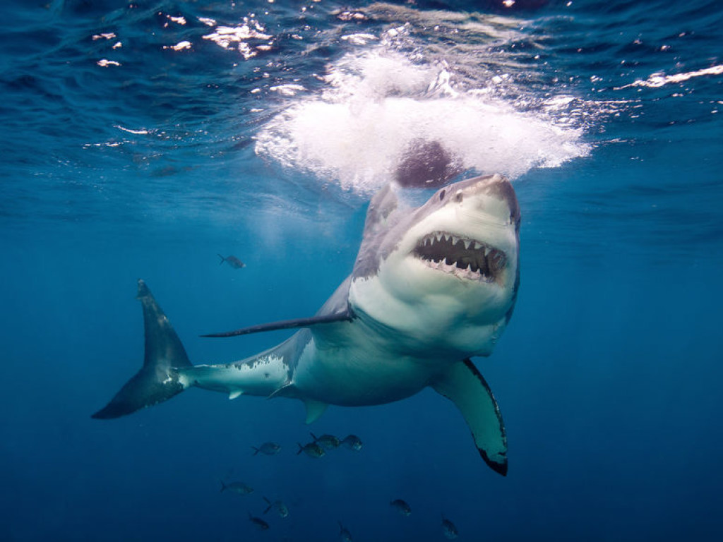 На курорте в Египте акула убила туриста из Чехии