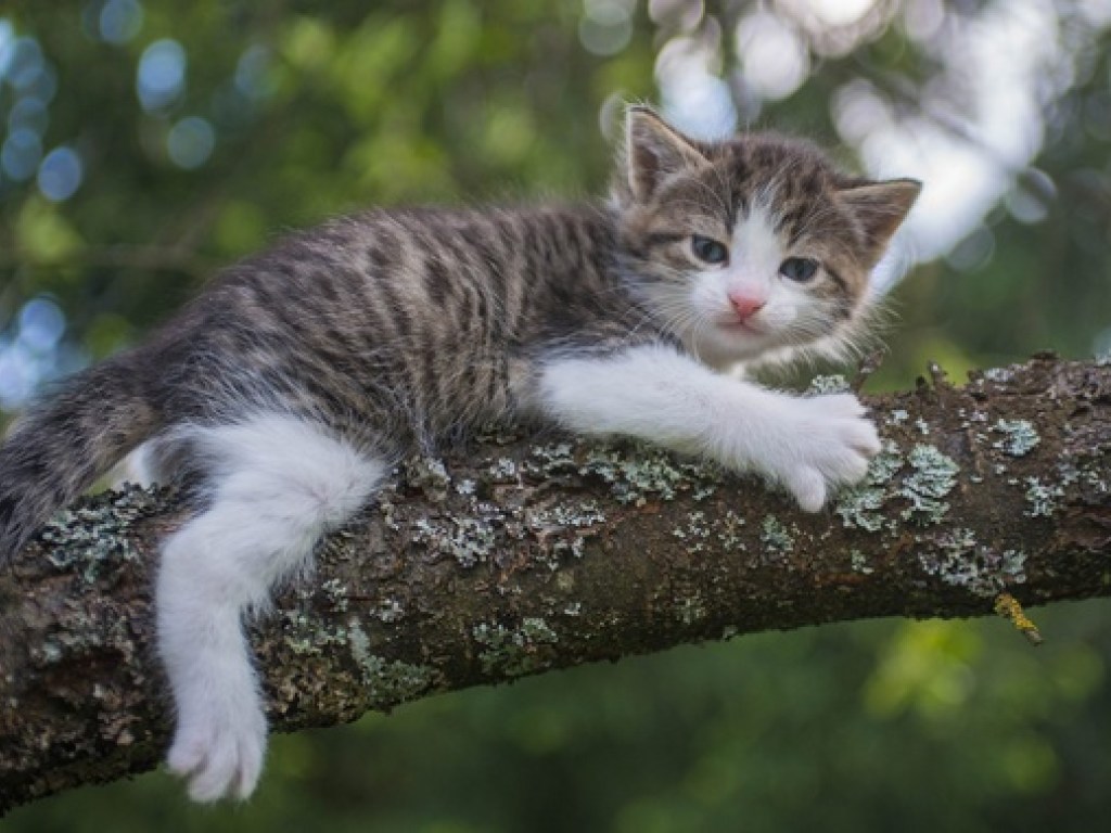 В Днепре спасатели сняли с дерева котенка (ФОТО)