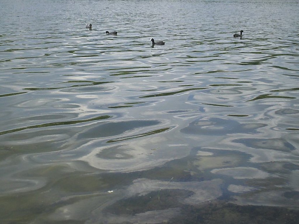 В Славянске в озере утонул мужчина