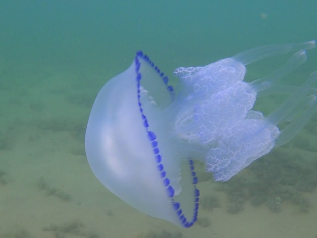 Найдено объяснение нашествию медуз-корнеротов в Азовском море