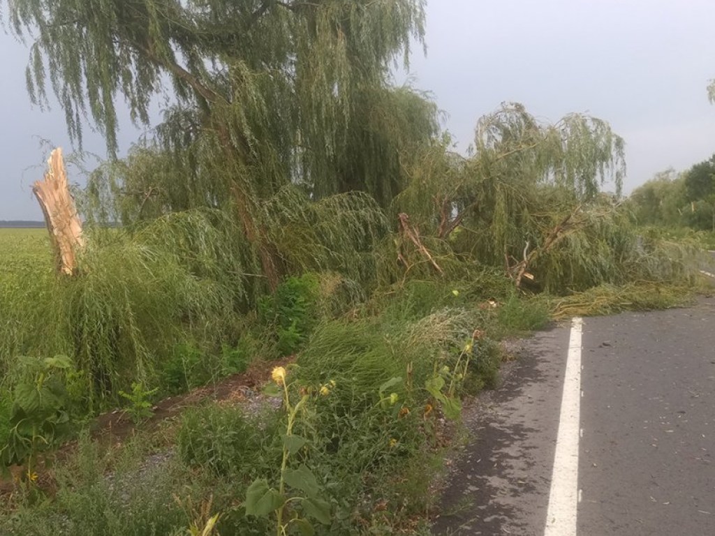 Сильный ветер в Николаевской области повалил деревья (ФОТО)