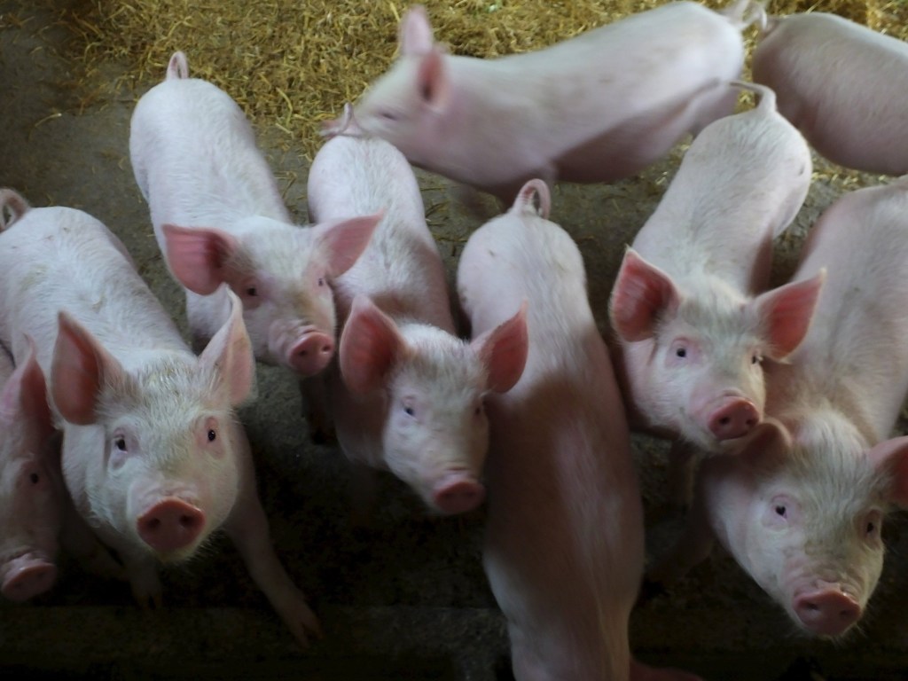 В Литве уничтожат 20 тысяч свиней из-за АЧС