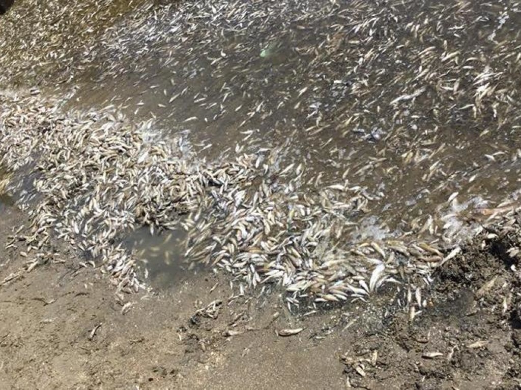 В Мариуполе начался массовый мор рыбы (ФОТО, ВИДЕО)