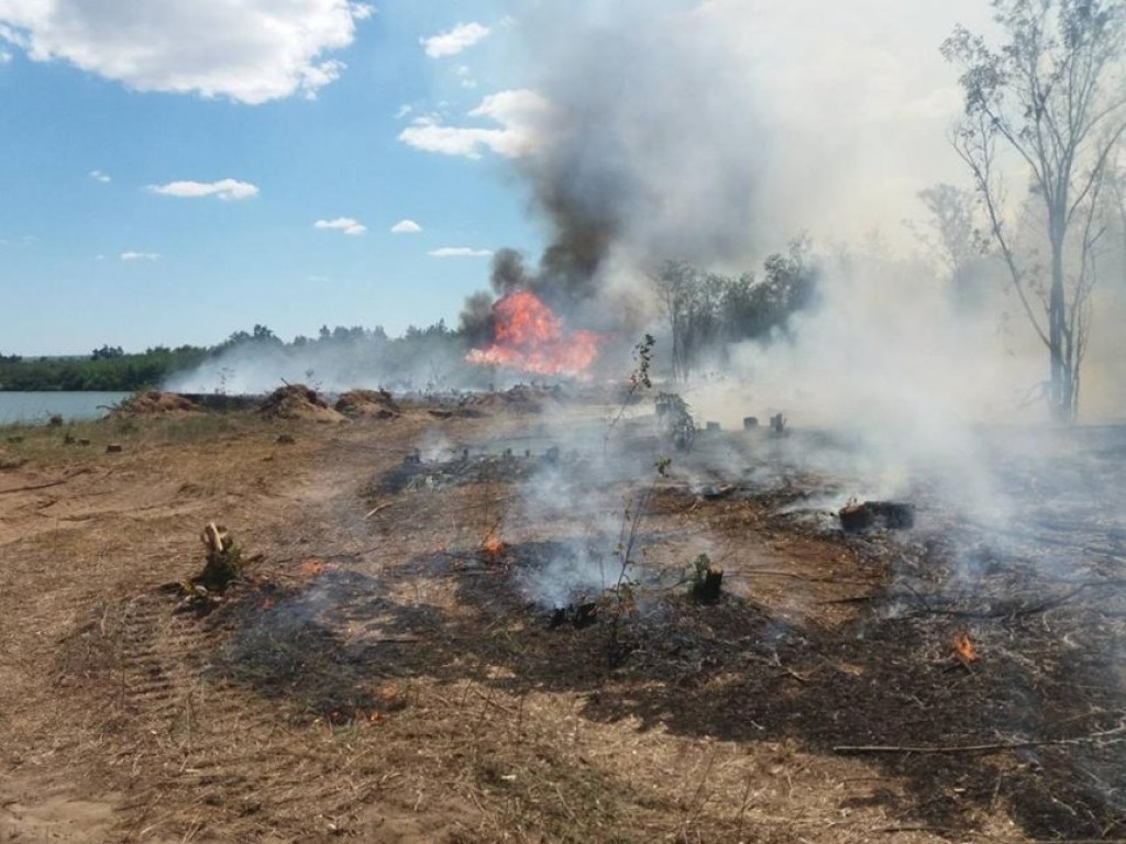 На Николаевщине неизвестные подожгли лес (ФОТО)