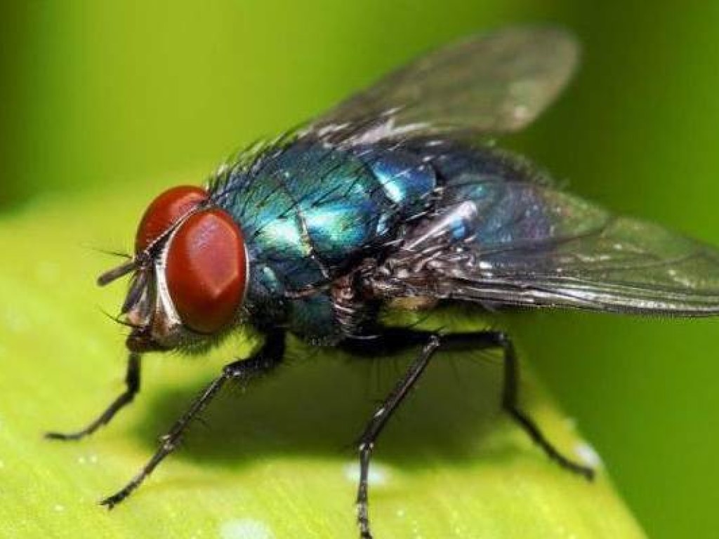 В Германии муха помешала установить мировой рекорд