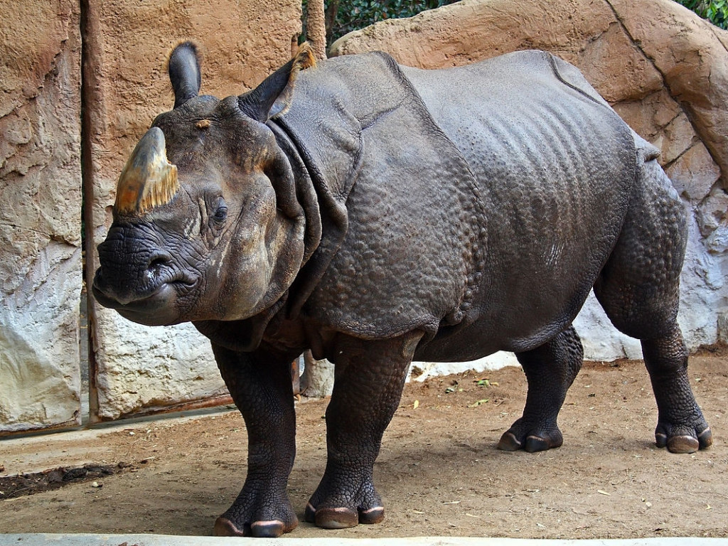 У редчайшего черного носорога родился детеныш в Честерском зоопарке (ВИДЕО)