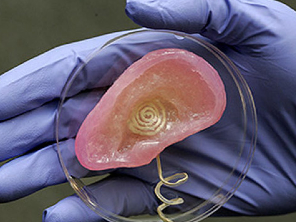 В США начали печатать человеческие внутренние органы на 3D-принтерах