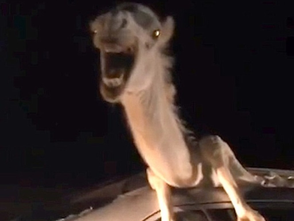 Пробил лобовое стекло и сильно кричал: Верблюд застрял в машине после ДТП (ФОТО, ВИДЕО)