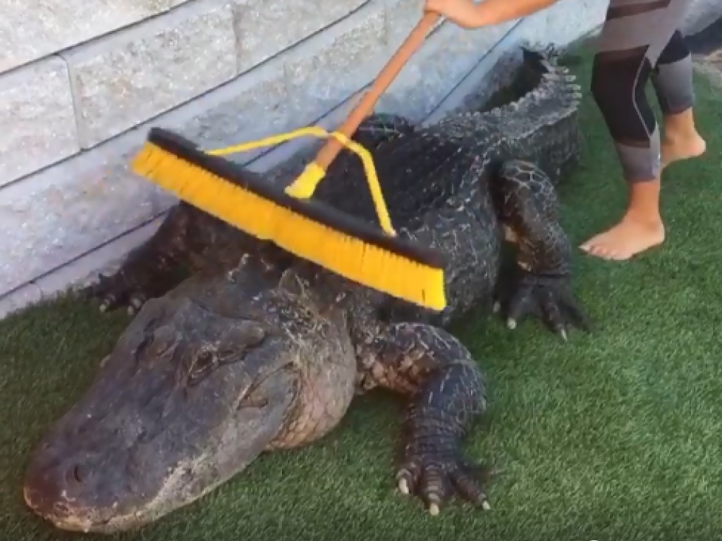 В Сети набирает популярность видео с крокодилом, которому чешут спинку огромной щеткой