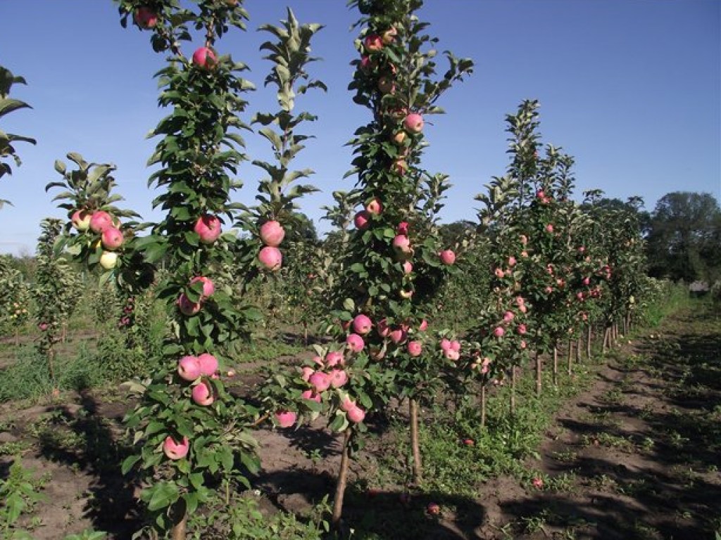 Из-за низких цен фермеры начали выкорчевывать яблоневые сады