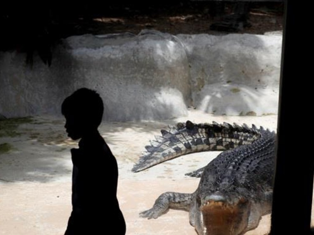 Съели семерых школьников: Голодные крокодилы выгнали жителей из деревни (ФОТО)