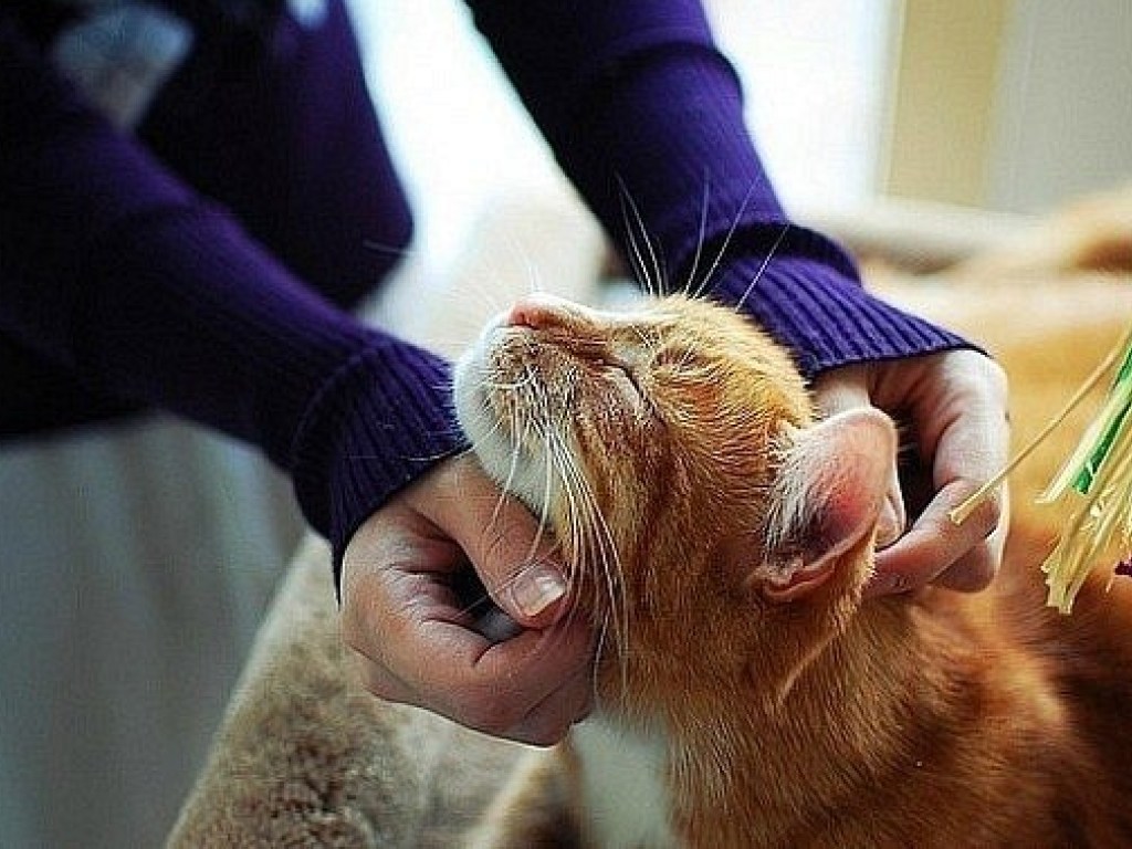 У женщин более сильная эмоциональная связь с кошками, чем у мужчин