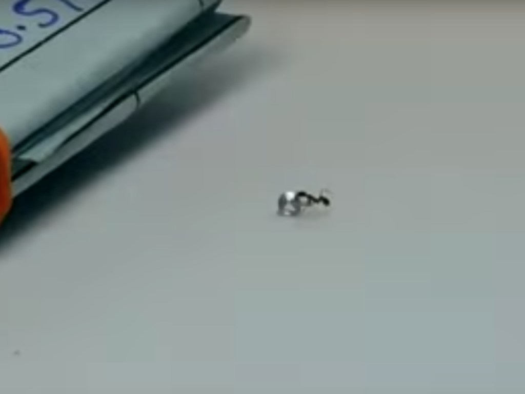 Смелый муравей украл бриллиант из ювелирного магазина (ВИДЕО)