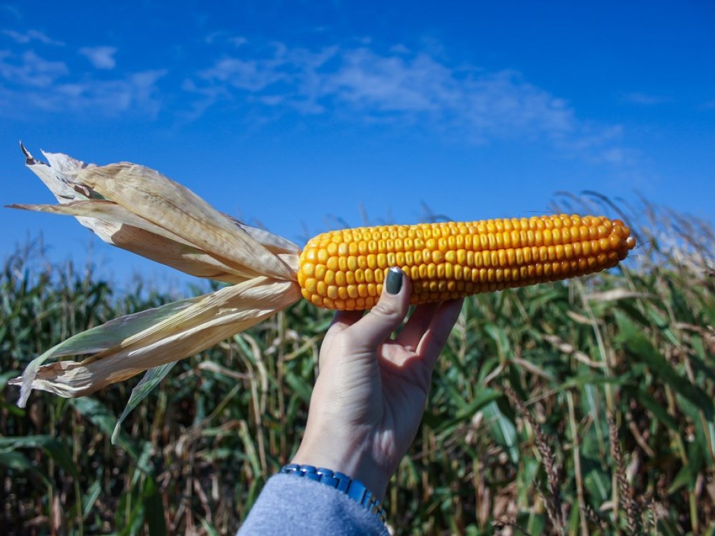 Кукуруза в Украине не подорожает до конца августа – эксперт