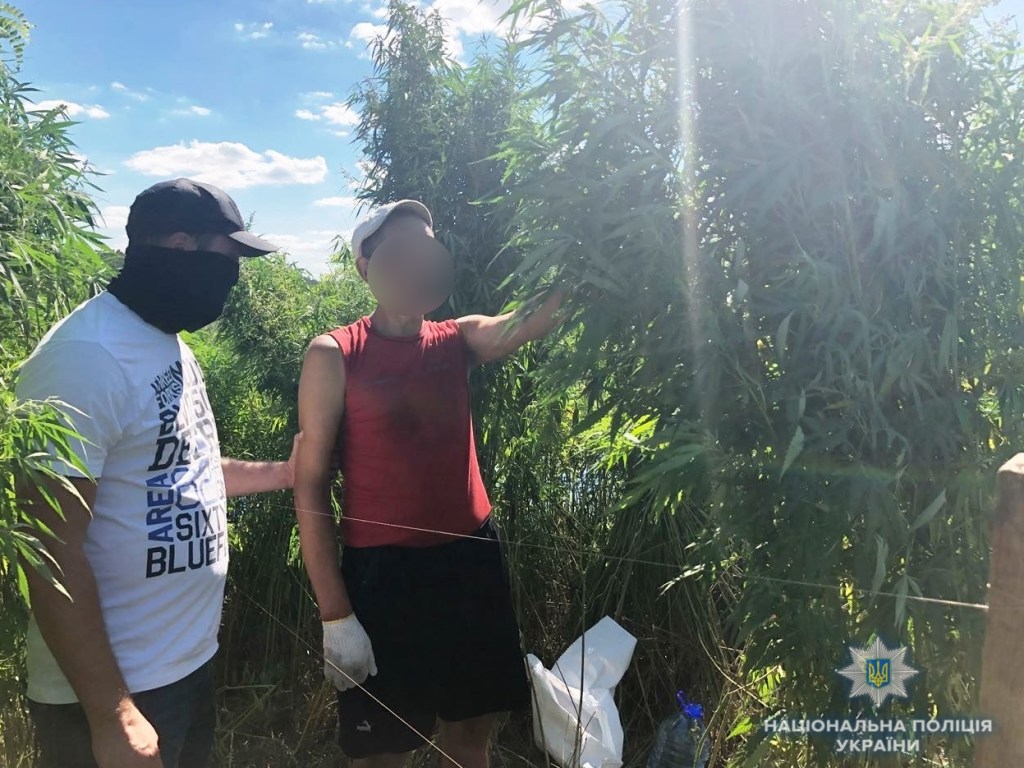 Под Киевом полицейский дрон обнаружил плантацию марихуаны (ФОТО, ВИДЕО)