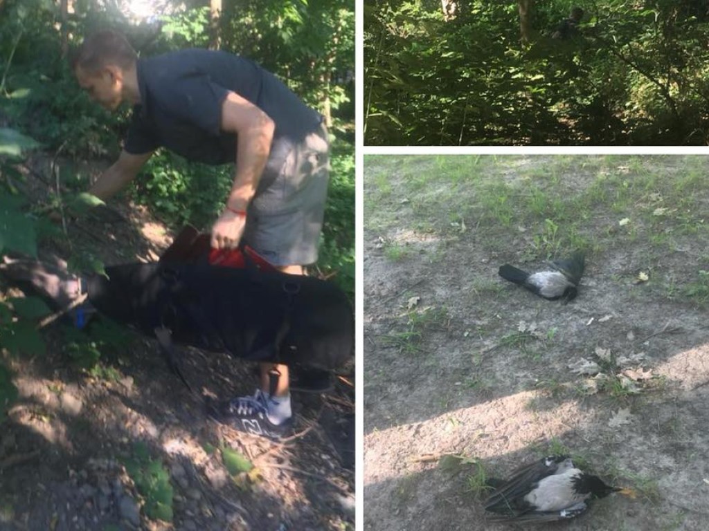 В одном из ландшафтных парков Киева мужчина отстреливал ворон (ФОТО)