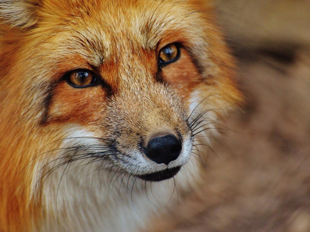 В Запорожской области бешеная лиса напала на собак во дворе